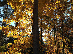 Autumn scenery